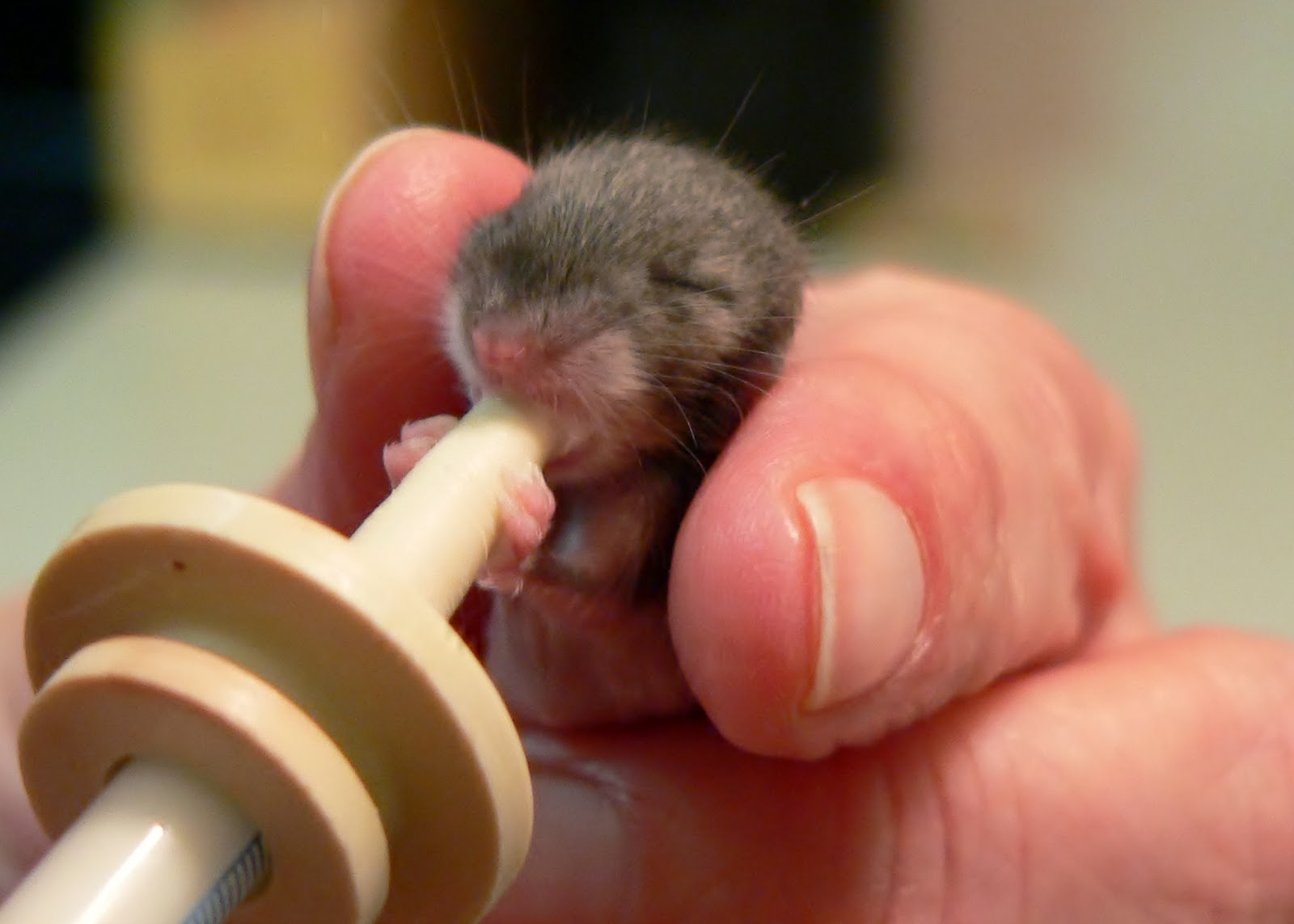 For the Love of Animals Experiences of an animal enthusiast