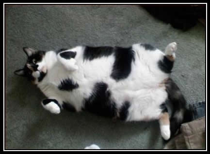 Diet Fail