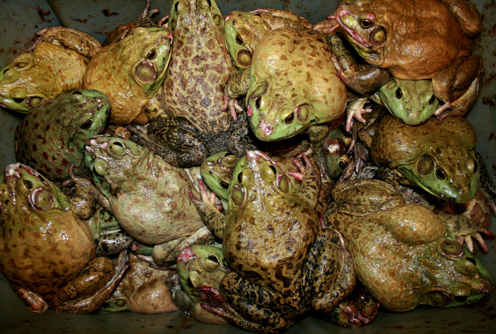 Plague of Frogs Infestation Plague of Frogs Infestation