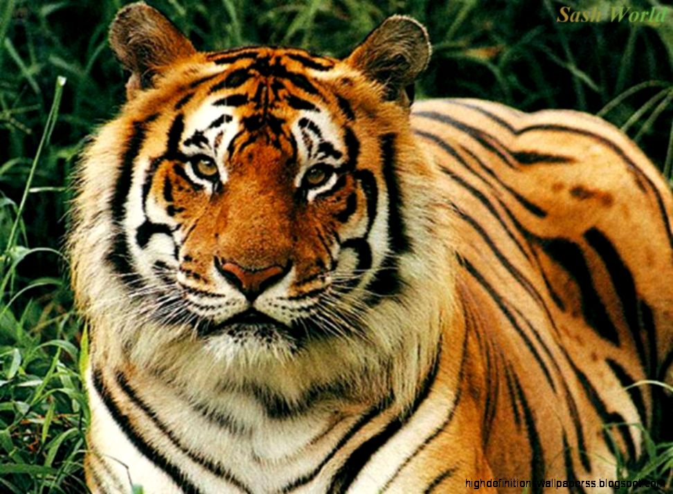 Sumatera Tiger Wallpaper hd wallpapers ›› Page 0 Sumatera Tiger Wallpaper hd wallpapers ›› Page 0