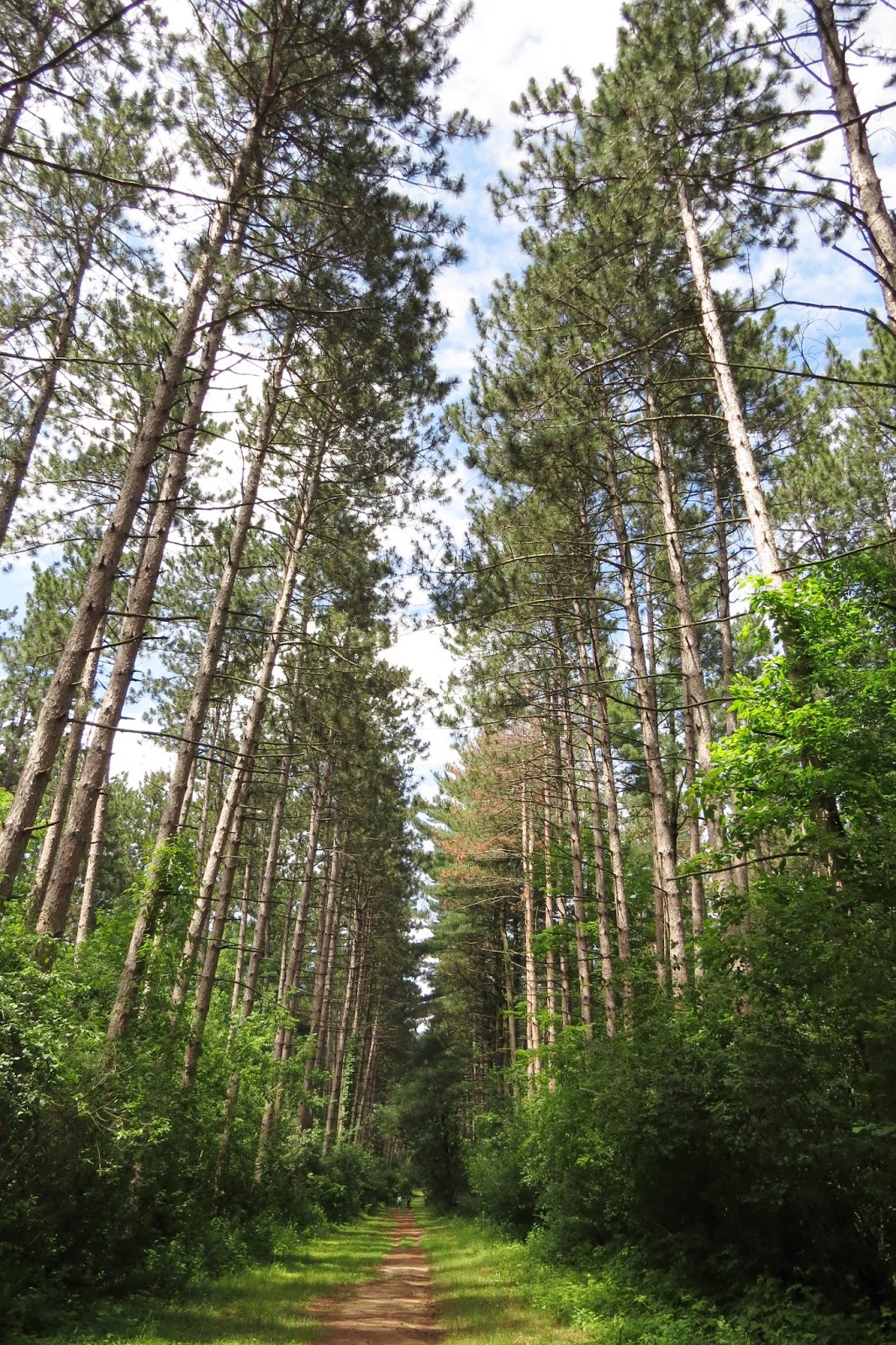 Nomadic Newfies Pinewoods Campground, Kettle Moraine Southern Unit