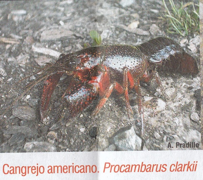 cangrejo de rio
