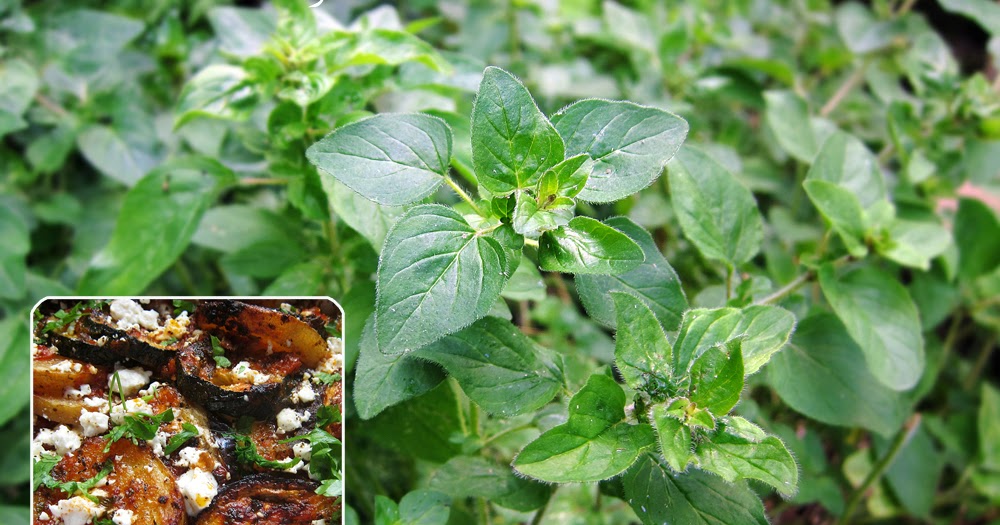 The Outdoor Lab Briam with wild marjoram (vegetable bake)