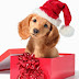Δεν βάζουν μυαλό! Σκυλάκι το χριστουγεννιάτικο δώρο σε διαφήμιση...