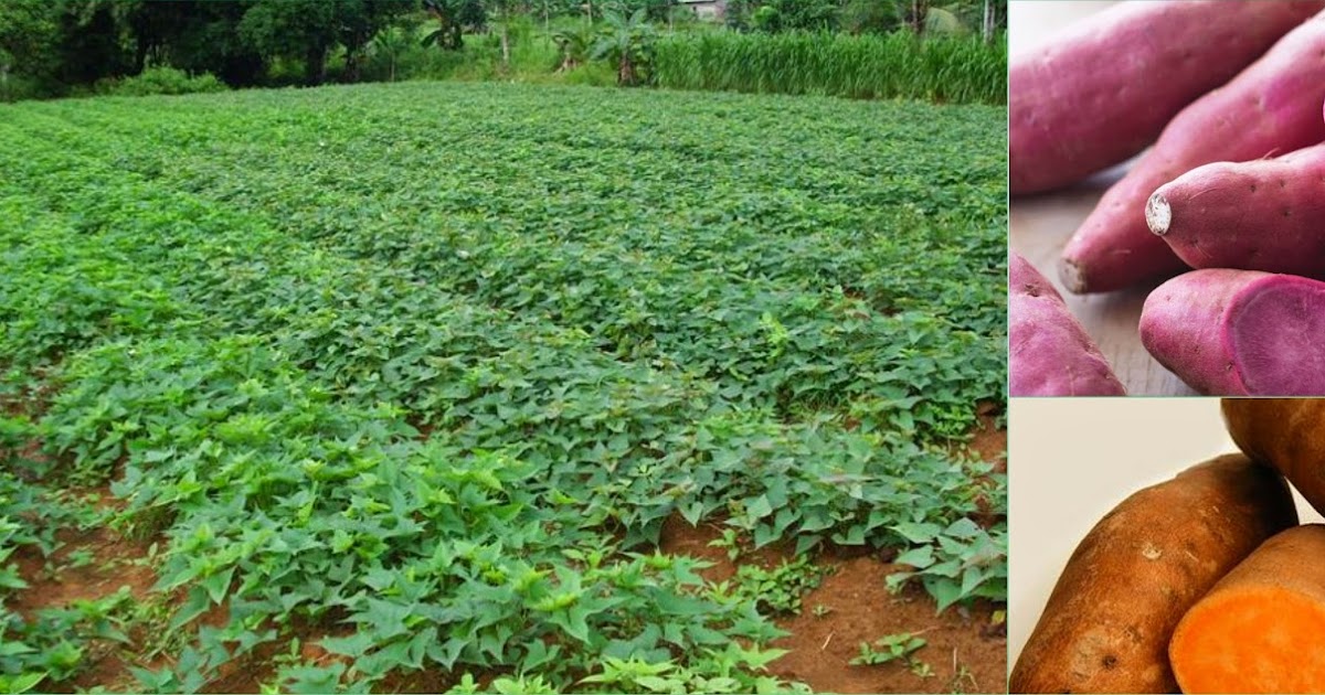 Ubi Jalar atau Ketela Rambat ZONA SCM KISARAN