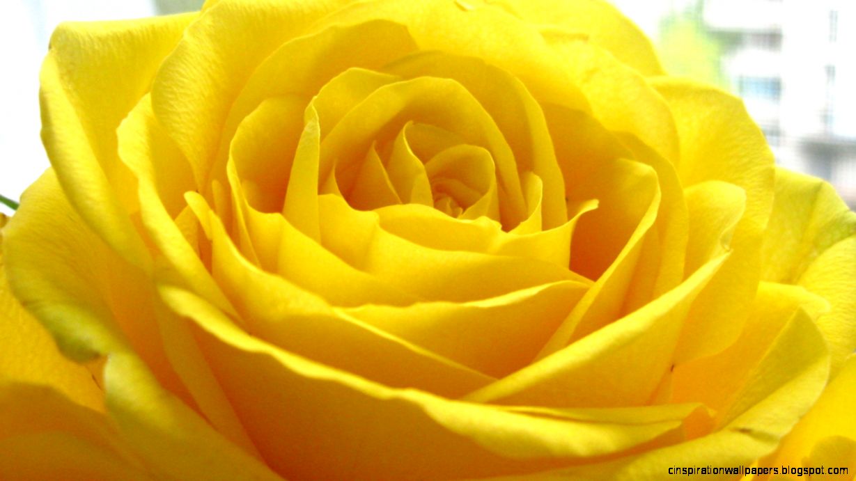 Desktop Background Yellow Rose Wallpapers Records Desktop Background Yellow Rose Wallpapers Records