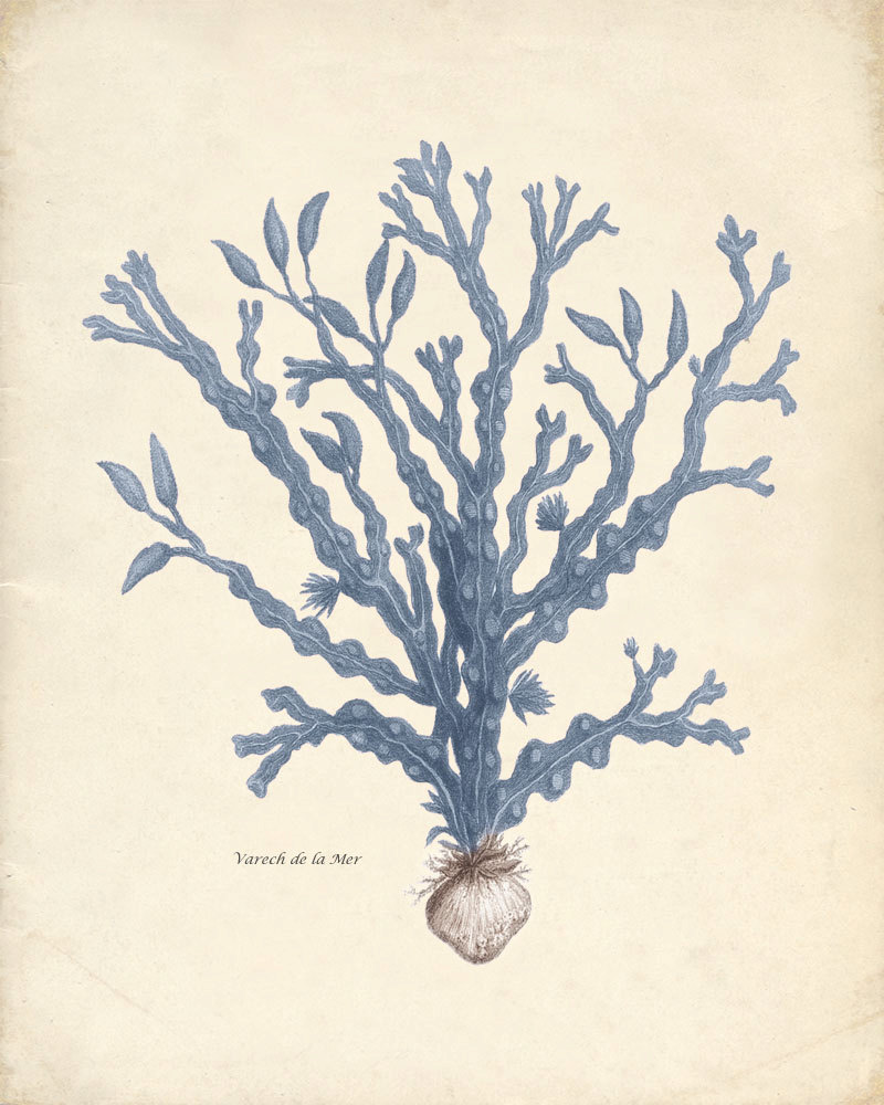 BeeBee.Grace: Vintage Sea Life Prints