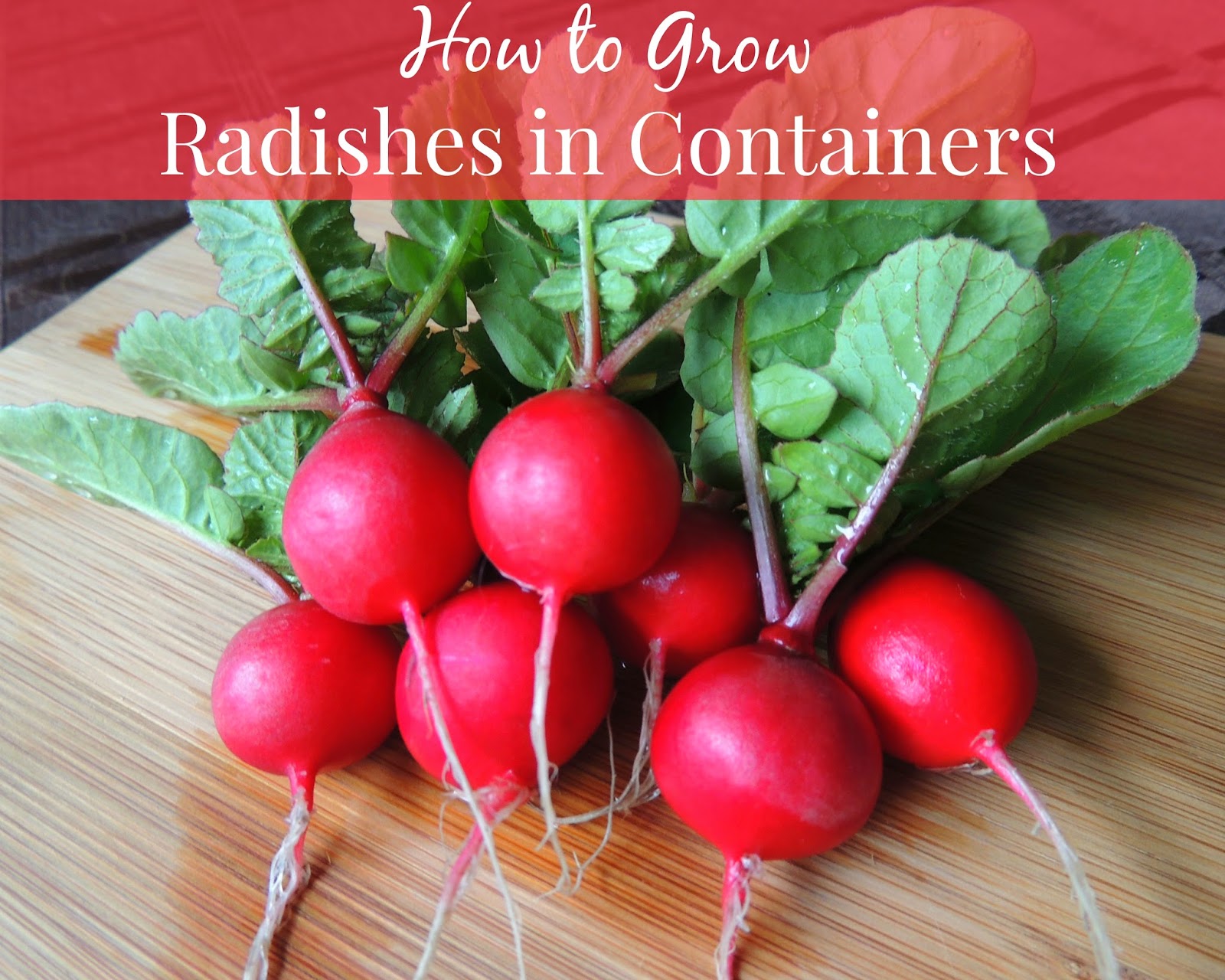 Linn Acres Farm How to Grow Radishes in Containers