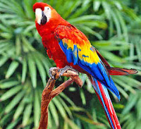 picture of a parrot