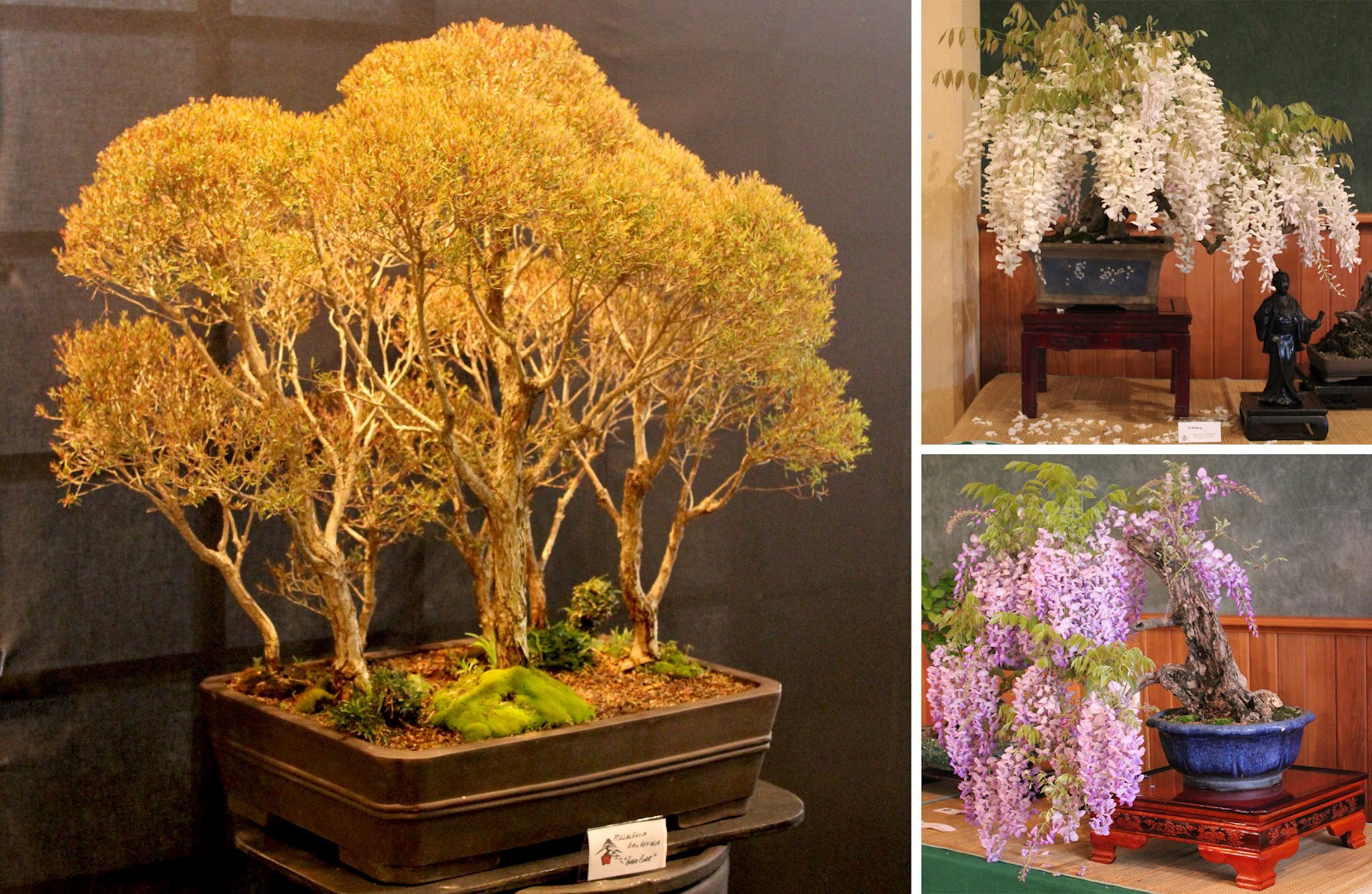 Bonsai Skosh Annual exhibition of Bonsai Society of Australia 2012