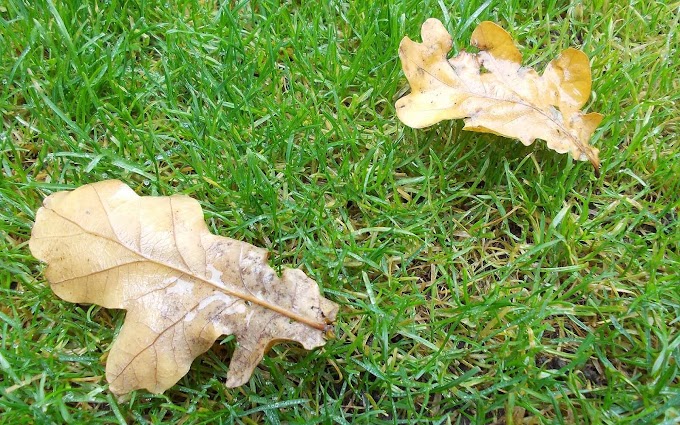 Herfstbladeren op het gras 