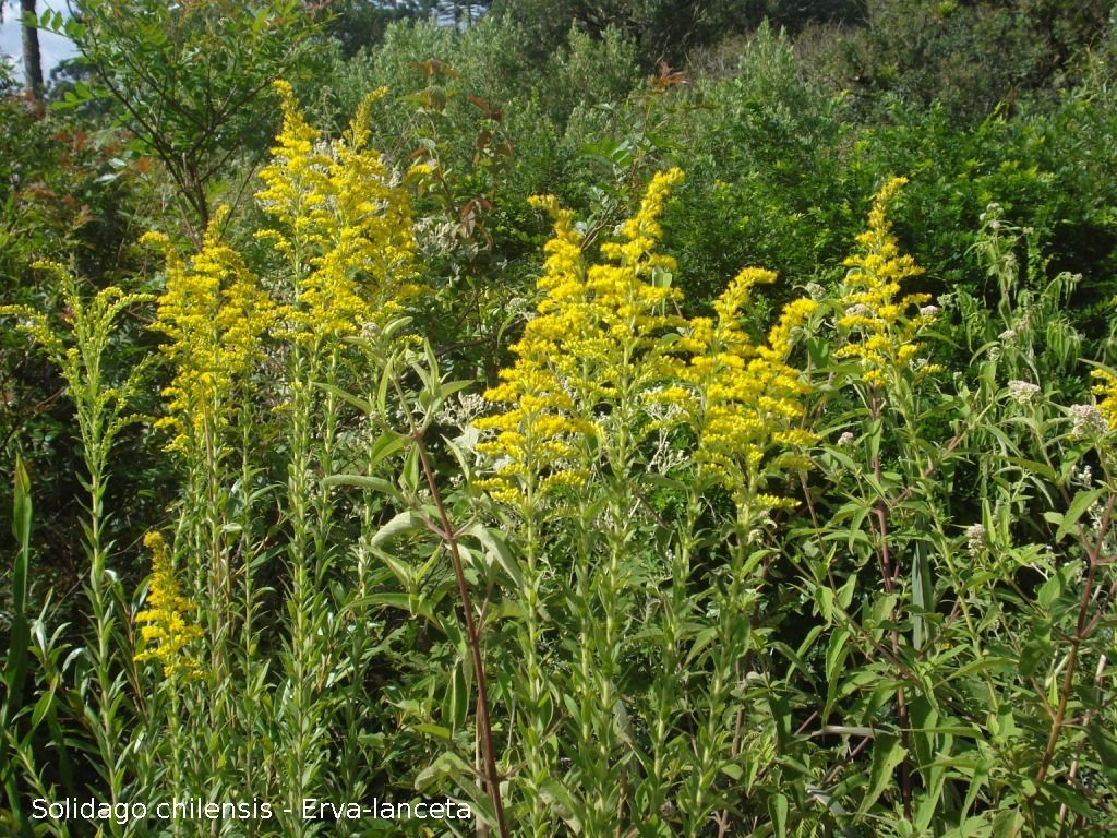 arnica planta