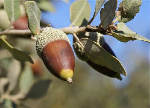 Estimo Montornès: El bosc de l'alzinar