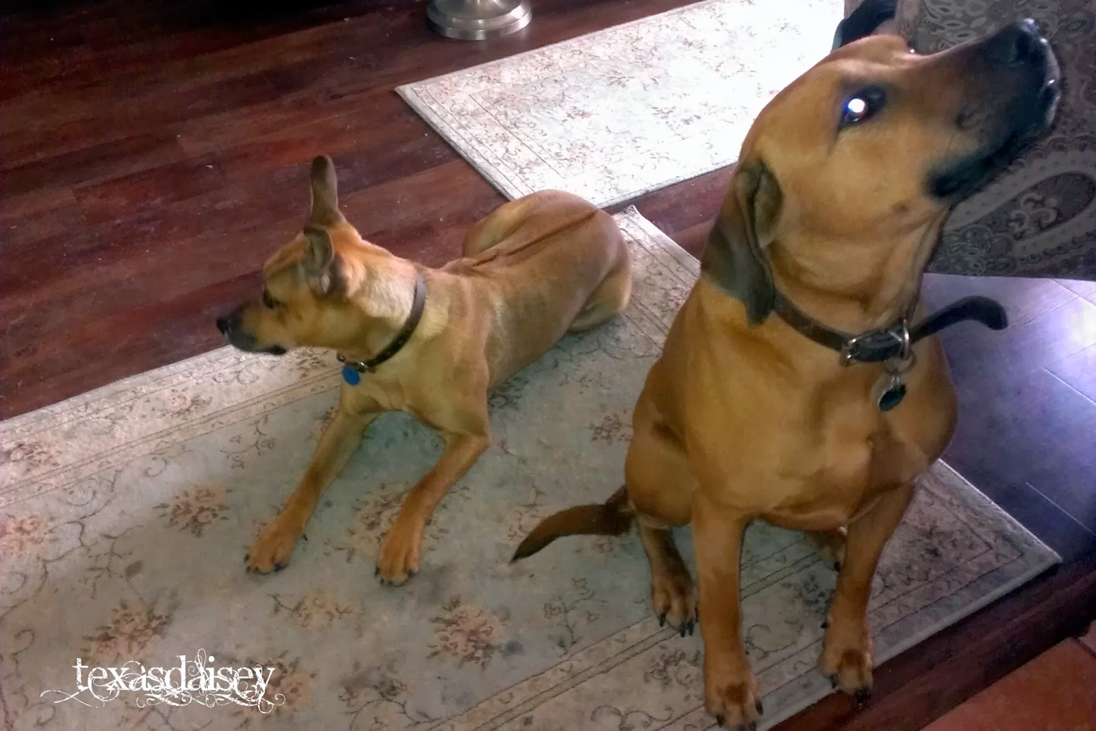 Horse kicking dog - YouTube