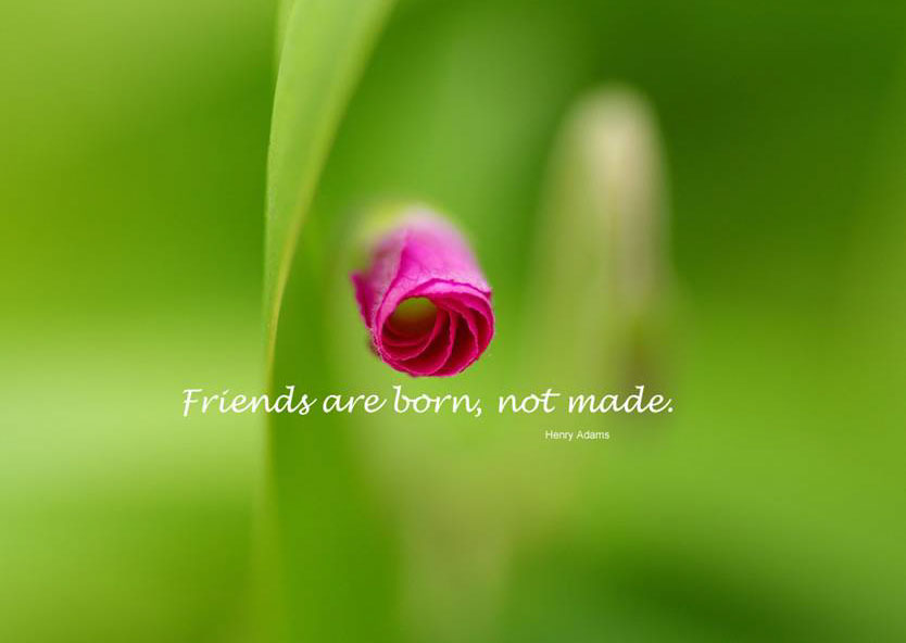 ENTERTAINMENT: BEAUTIFUL FRIENDSHIP QUOTES IN OUR LIFE