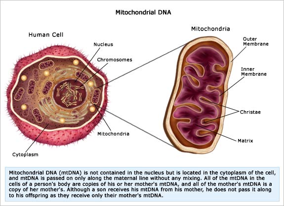dna in mitochondria