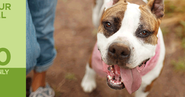 carol house spay and neuter