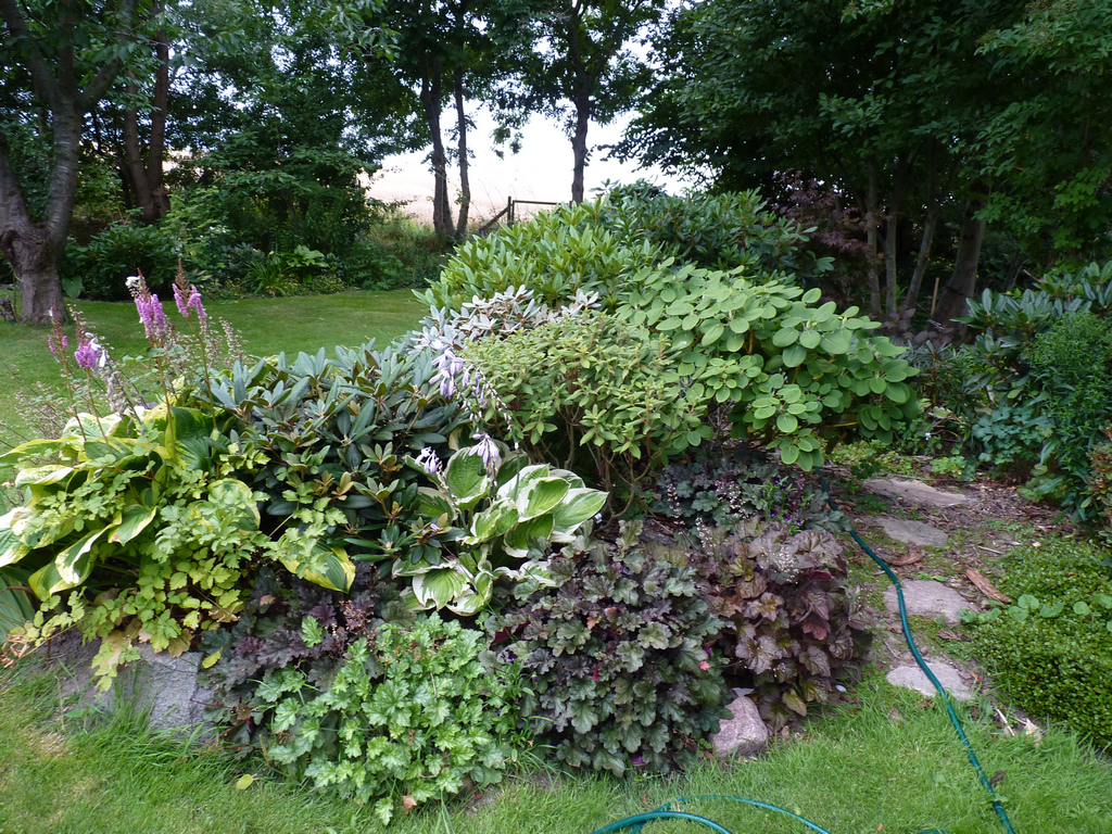 Høneballehaven pÃ¥ samsø: grÃ¥vejr, skyggeplanter og et nordbed Billeder af gårdhave