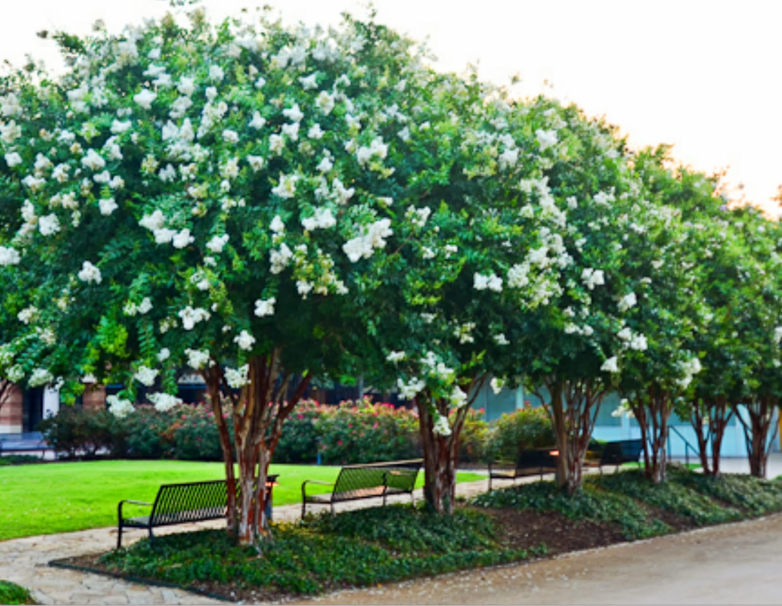 Gurgaon Gardener White Flowers For Your Garden