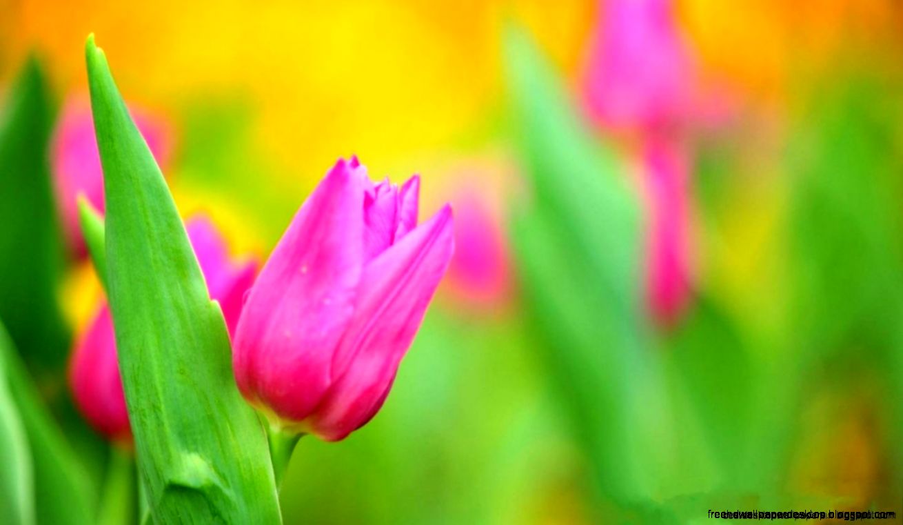 Tulips Spring Flowers Focus Bokeh Close Up Hd Wallpaper Best Tulips Spring Flowers Focus Bokeh Close Up Hd Wallpaper Best