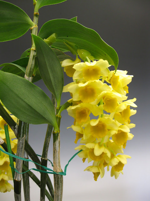 http://3.bp.blogspot.com/-xkBd7kHg1jQ/TCFmBoQNDuI/AAAAAAAAAoo/7t5fb-0rd9E/s1600/orchids_dendrobium+densiflorum+055.JPG