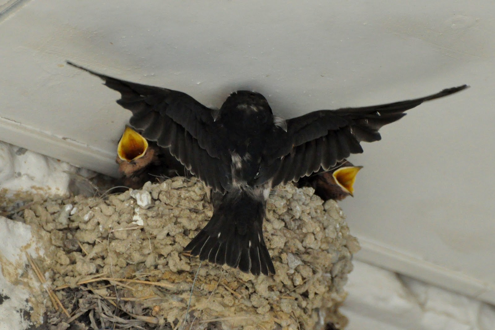Wings 'n Things Barn Swallows babies