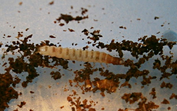 Pterostichuslarva%25231.JPG