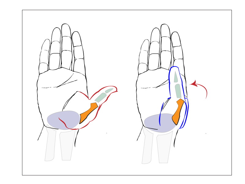 Paint Draw Paint, Learn to Draw: Anatomy Basics: Metacarpals and the thumb