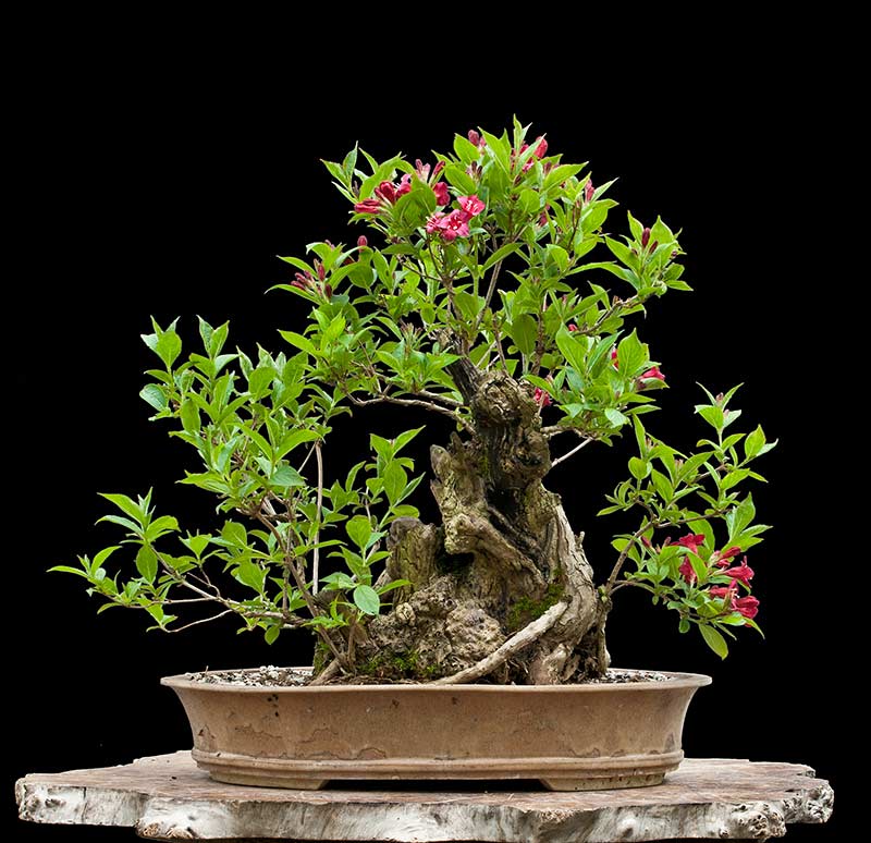 Weigela Paris Cote Jardin