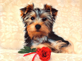 Cute dog with flower picture
