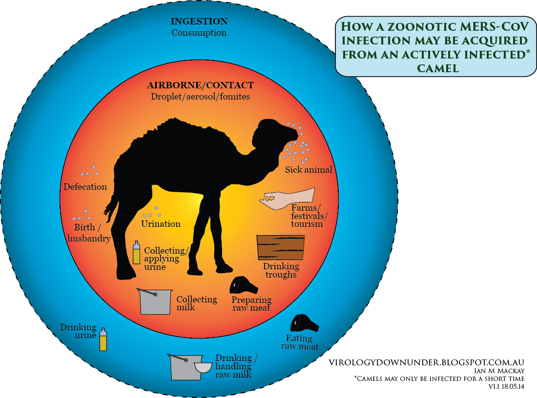 VDU's blog: It was the camel, in the library, with the MERS-CoV...