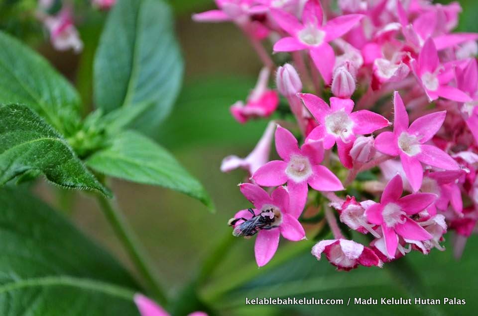 Pokok Lebah Kelulut - Bunga Pentas (Pentas lanceolata) - Kelab Lebah