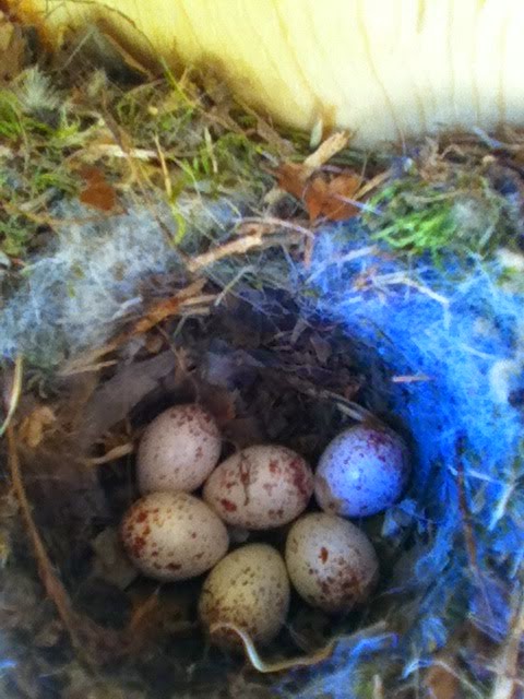 Tufted Titmouse nest in nest-box in in the yard