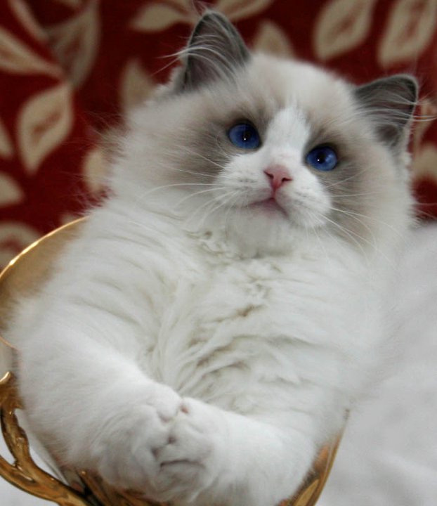 Ragdoll Cats Species Picture Fun Animals Wiki, Videos, Pictures, Stories
