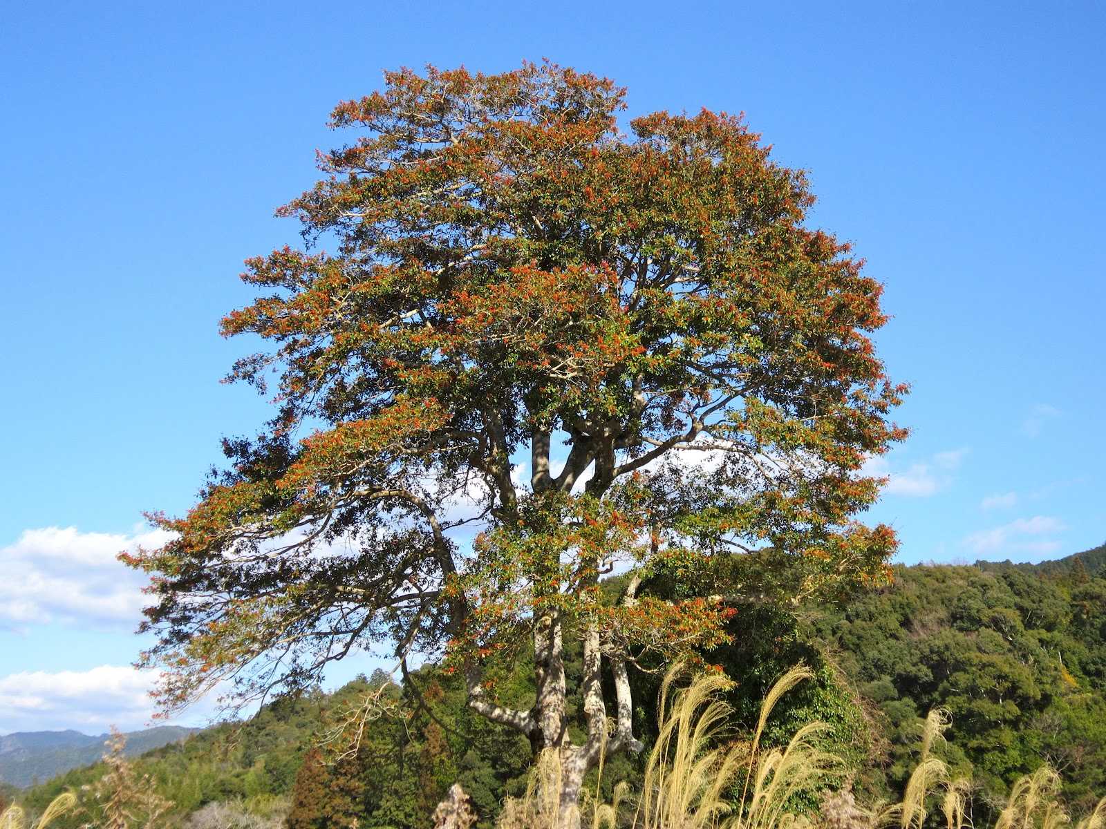 Berberis Atropurpurea Stock Photos Berberis Atropurpurea Stock