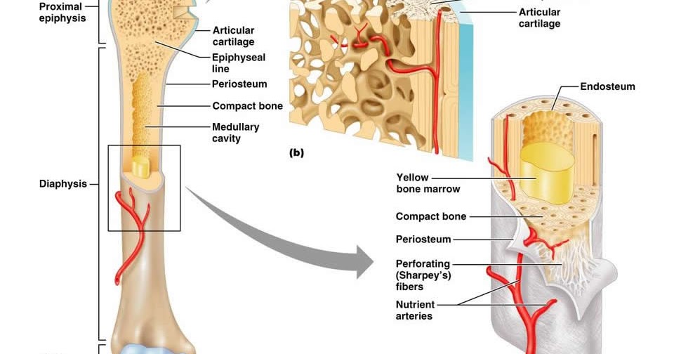 Bone - A Marvel of Strength - Nice Pictures