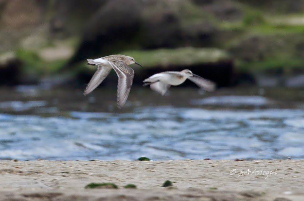 correlimos zarapitin, Calidris ferruginea, Curlew Sandpiper correlimos zarapitin, Calidris ferruginea, Curlew Sandpiper