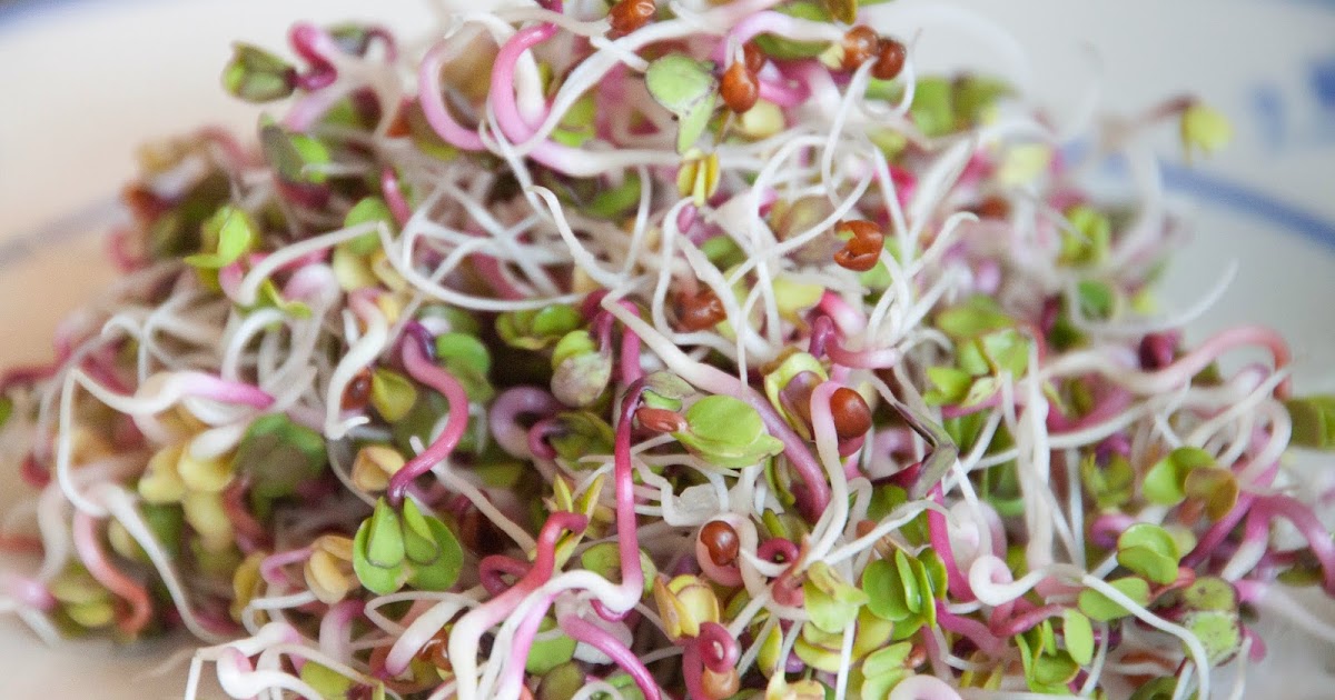 Trollenland Radieschen Sprossen Brot