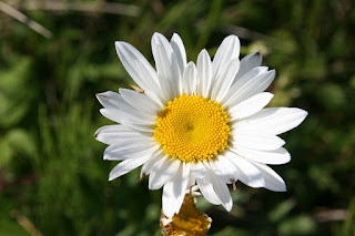 Shasta Daisy (Leucanthemum × superbum)