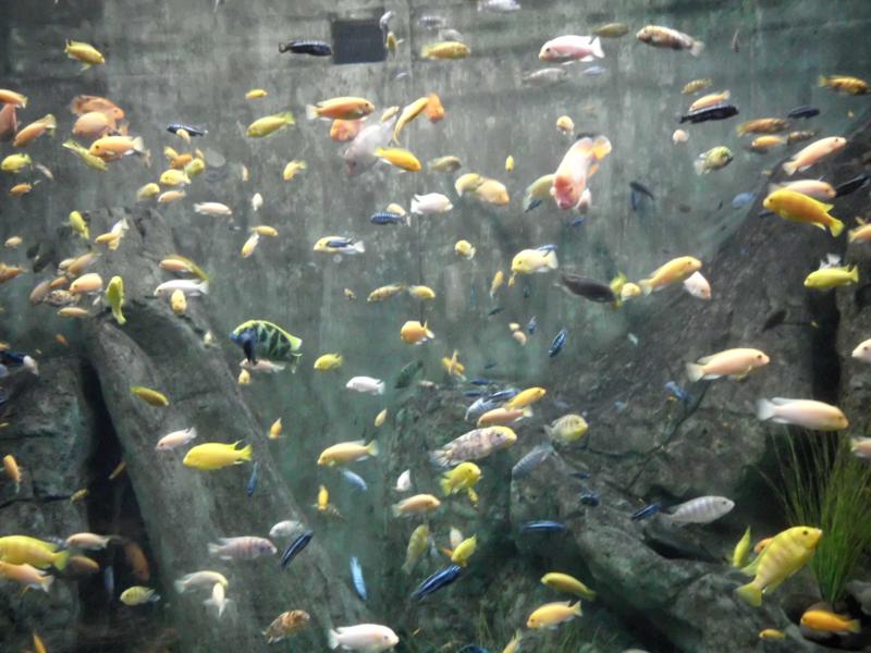 ZOOLOGICO DE GUADALAJARA zoologico de guadalajara: