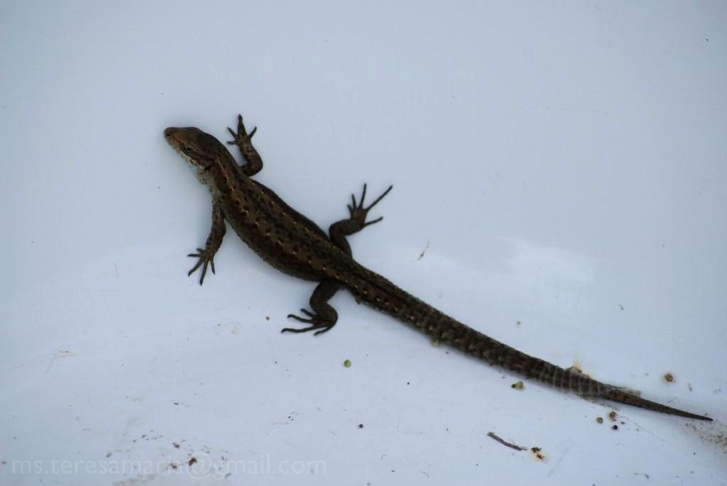 An amateur's ventures on life: Lizard in trouble