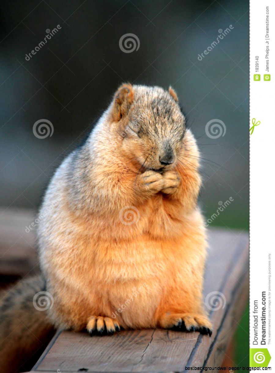 Squirrel Praying Squirrel Praying