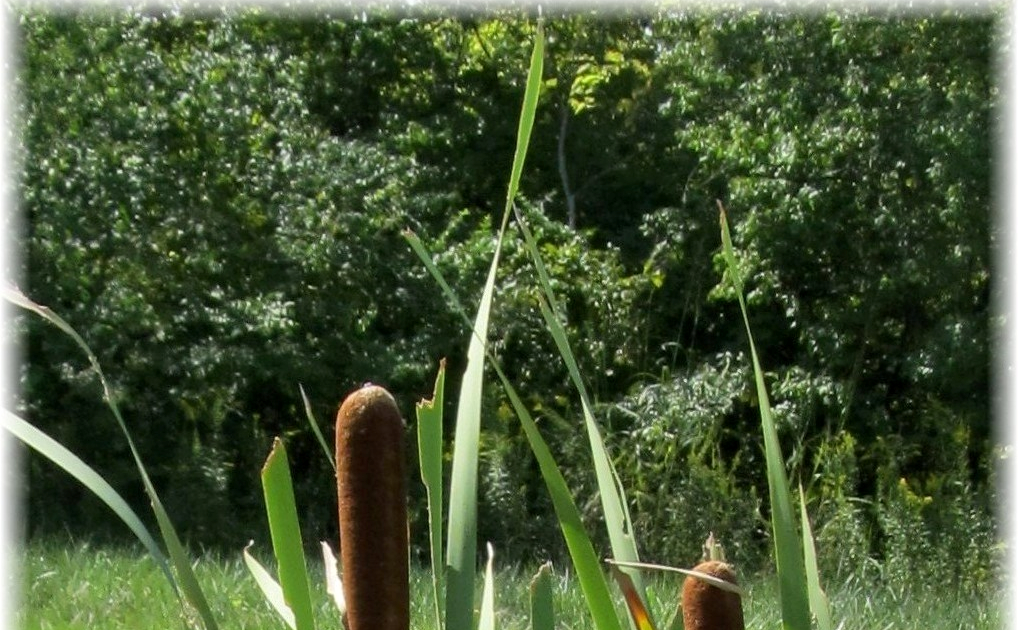 The Blue Iris: Cattails