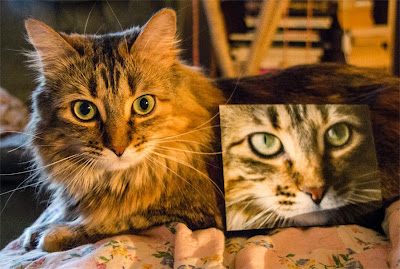 Photograph of a cat and a postcard. The postcard is a close-up of the cat's face. The cat's name is Hermione and she's adorable.