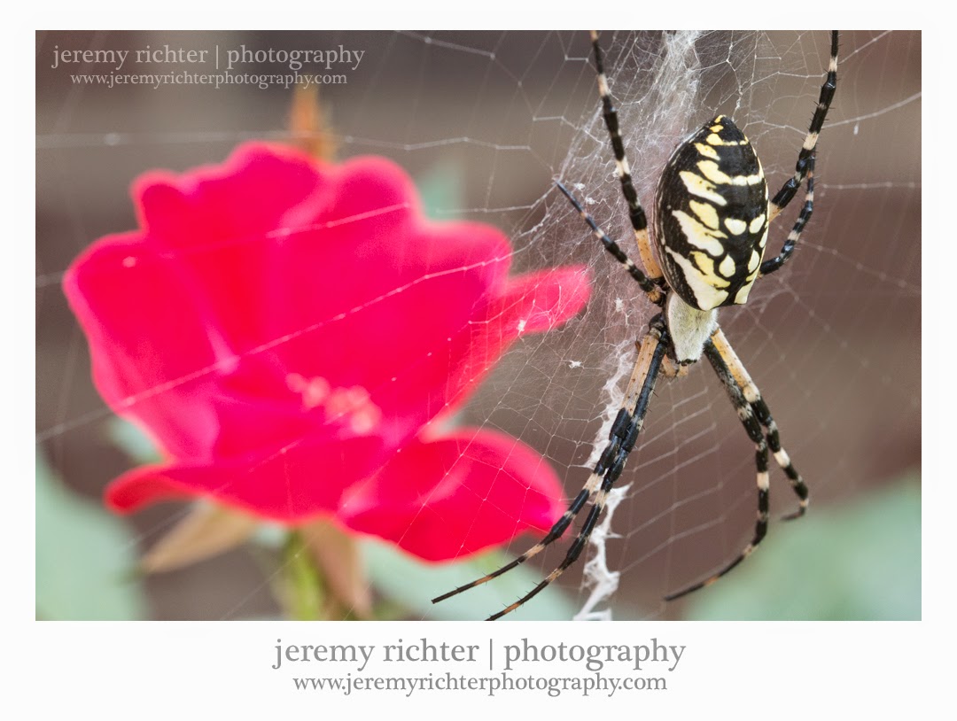 jeremy richter photography blog Spiders of Summer Corn Spider in the Rose Garden