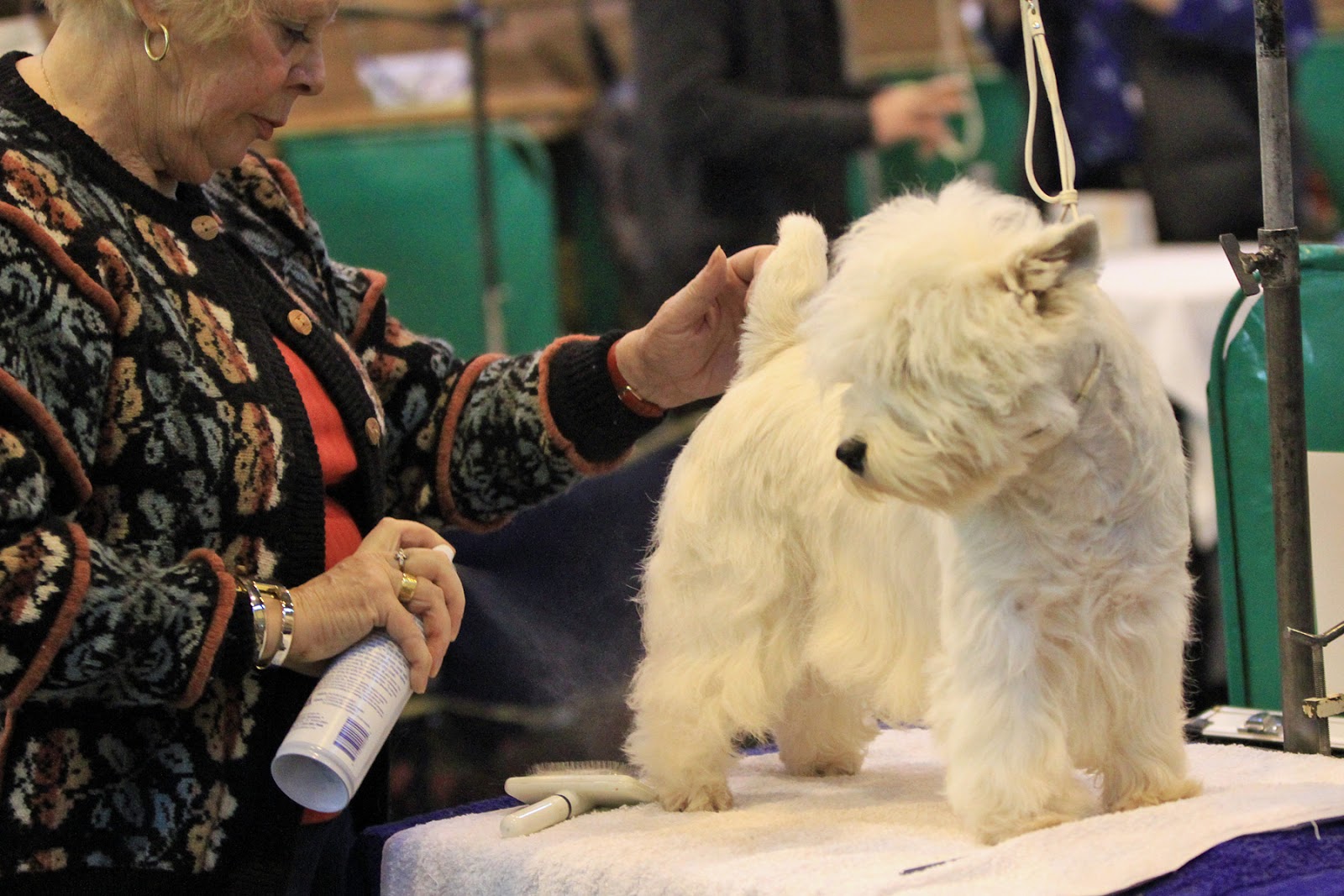 Pedigree Dogs Exposed The Blog Westies how to makeup a champion