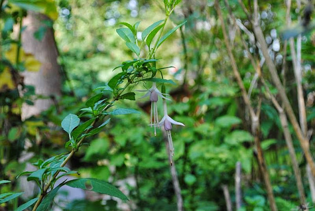 [Bild: 1_fuchsia_mag_alba_20131008.jpg]