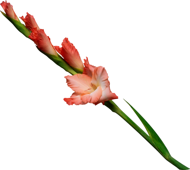 Flowers Gladiolus
