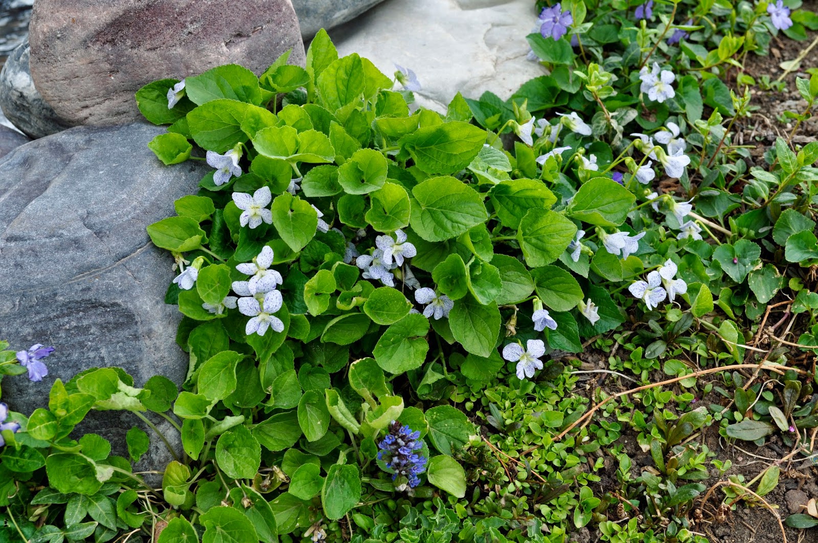 This Grandmother's Garden Spring Blooms!