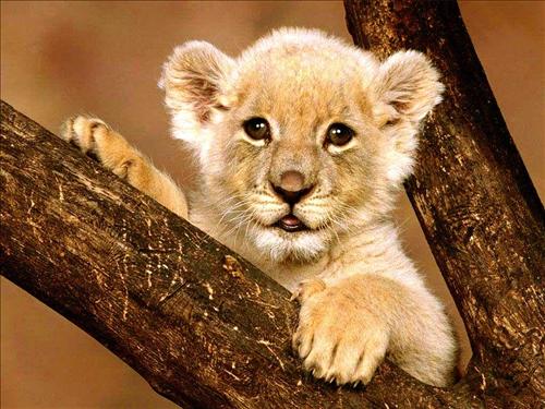 cute%20lion%20pictures%201.jpg